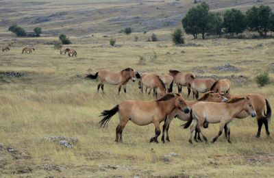 Chevaux de Przwalski 