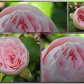 Camélias roses