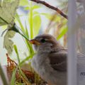 Le moineau , 1er essai 300mm ( sans pied )