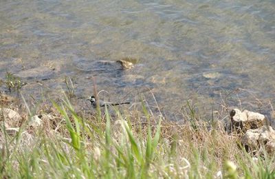 Première semaine de mai 2016 dans le Gers : au lac de l'Astarac