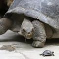 La tortue Géante des galapagos