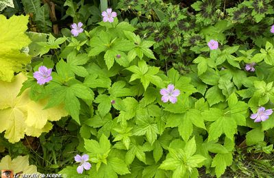 Un géranium bon couvre-sol pour ombre sèche ou humide