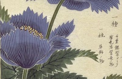 Le Honzō zufu, flore japonaise 