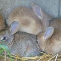 3 petits lapins