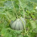 C'est la saison des melons à La Courtade