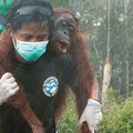 L'orang-outan, victime durable de l'huile de palme