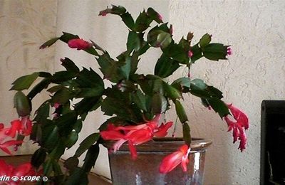 Le Schlumbergera fleurissait déjà la véranda de mon enfance