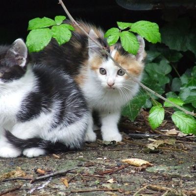 4 nouvelles naissances