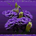 Bouquet de fleurs mauve