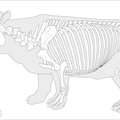 Squelette rhinocéros