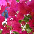 MON  BOUGAINVILLIER    de   gros   PLAN   j'adore ???