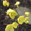 Epimedium ecalcaratum