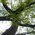  jardin des plantes