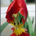 En fin de vie, cette tulipe s'est  métamorphosée en petit Chaperon Rouge...