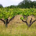 les vignes de muscadet 