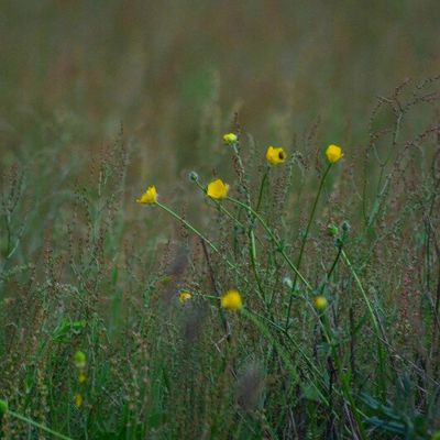 FLEURS DES CHAMPS