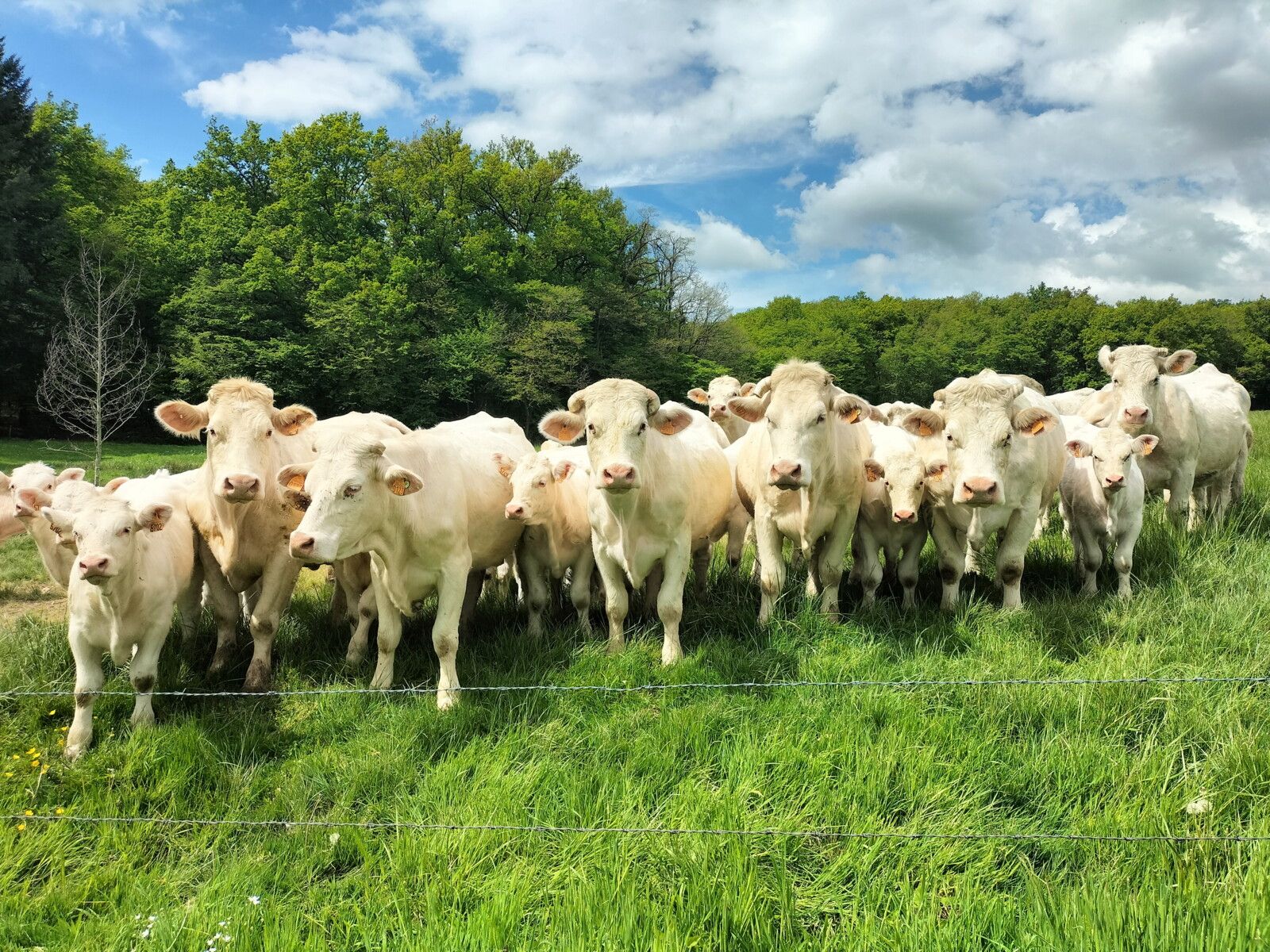 Saint-Honoré-les-Bains, l'étang Boiré, fin de randonnée, vaches (58)