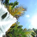 Jardin Exotica - Pierrefonds