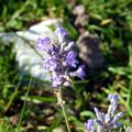 LE BOUQUET DU VENDREDI