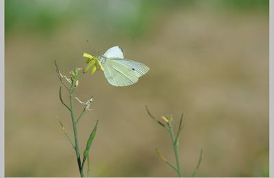 quelques papillons