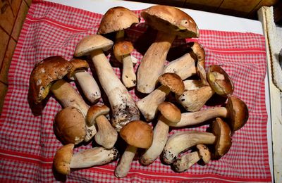Saison des cèpes 2024 : les passions tristes