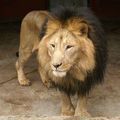 Éthiopie : les lions du zoo d'Addis-Abeba constitueraient une population spécifique !