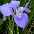 Bleu ... l'iris sauvage du jardin Hanbury ...