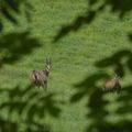 Chamois in Vercors