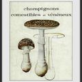 Champignons : à l'origine du nom et dans le