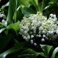 1er mai, du muguet et des gouttes