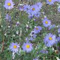 Aster bleu intense et terre drainée