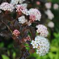 Les trois saisons du physocarpus 'Diable d'or'