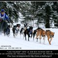 Courses de chiens de traineau