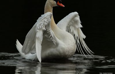 Le Cygne