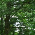 Serial crocheteuses & more n°291 : Balade en forêt