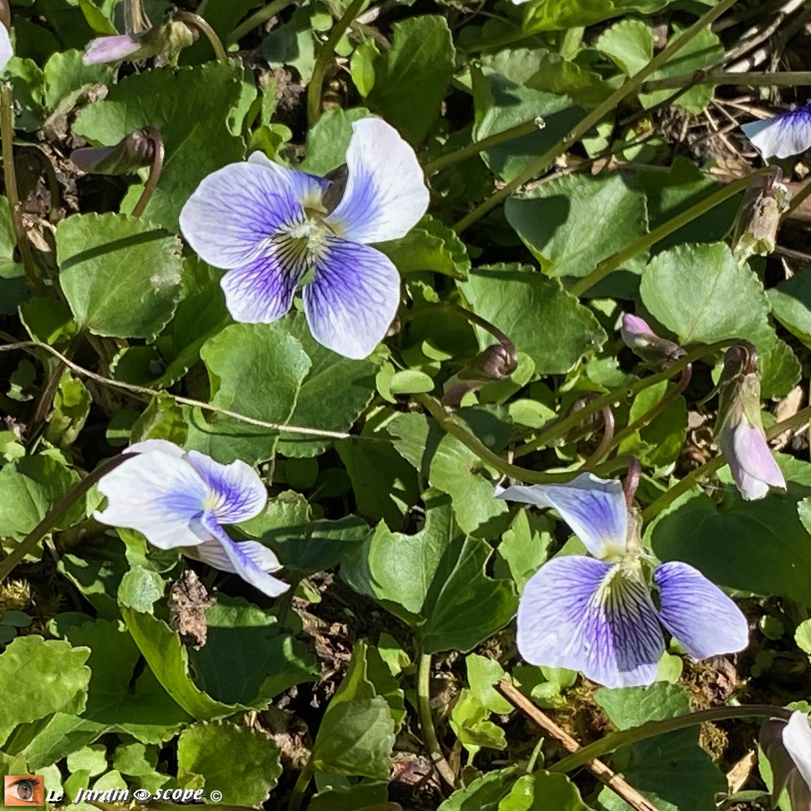 Viola sororia Priceana 