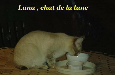  " Luna " chat de la lune 