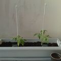 Des légumes aux balcons #07 : C'est reparti pour un tour