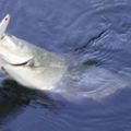 S'éclater quand on a une heure de pêche devant soi ? C'est clair rdv aux barrages de l'Ill.