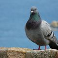 Oiseaux et paysages de Jersey