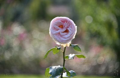 La rose dans tous ses états.*