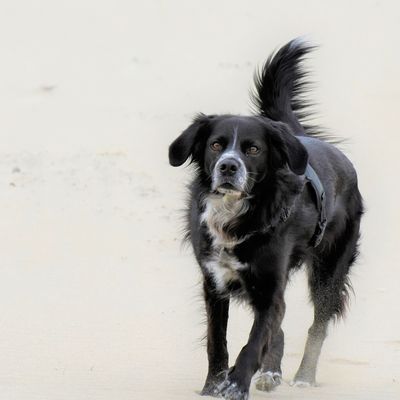 Jasper à la plage et non Martine ....