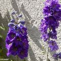 De superbes fleurs bleues à couper le souffle...