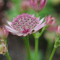 Astrantia 'Washfield'