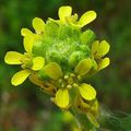 Soigner la voix au naturel