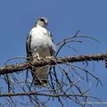 Buse tricolore (Buteo polyosoma)