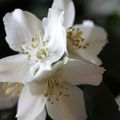 En rouge et blanc , Rose et Seringat du jardin