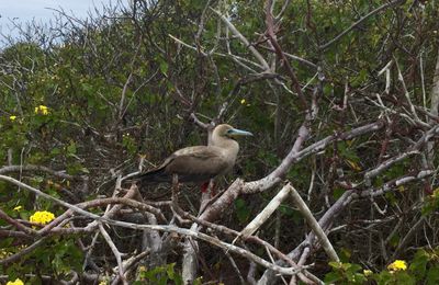 Isla Galapagos : Genovesa,San Cristobal. La fin du rêve.