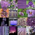 Après les violettes, les lilas sont fleuris