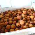 La saison des abricots